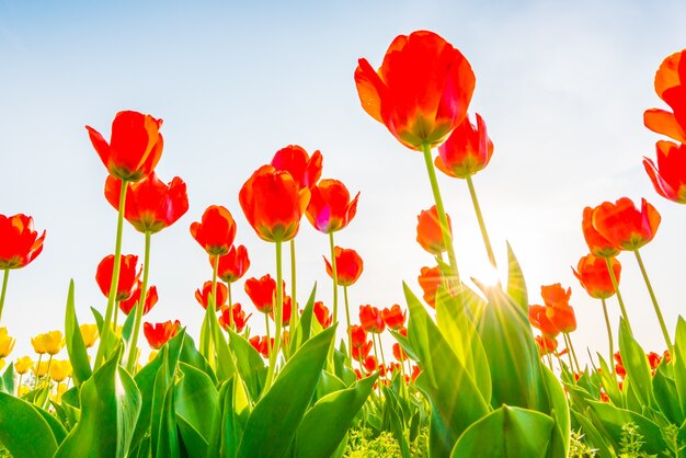 Hermoso ramo de tulipanes en la temporada de primavera.