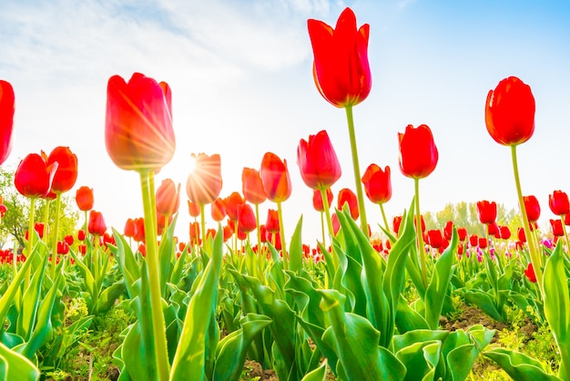 Hermoso ramo de tulipanes en la temporada de primavera.