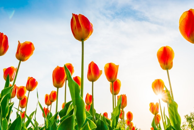 Foto gratuita hermoso ramo de tulipanes en la temporada de primavera.