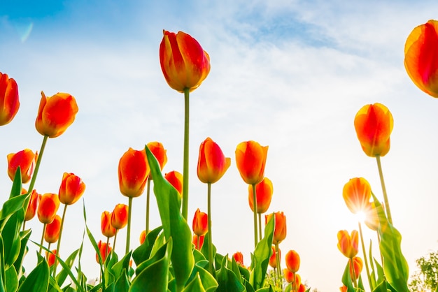 Hermoso ramo de tulipanes en la temporada de primavera.