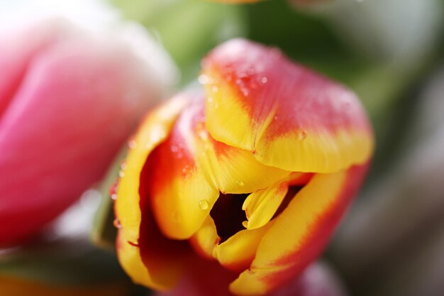 Hermoso ramo de tulipanes, tulipanes coloridos, fondo de naturaleza