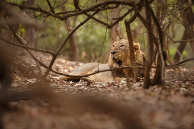 Hermoso y raro macho de león asiático en el hábitat natural en el parque nacional de Gir en la India