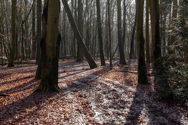 Hermoso rayo de puesta de sol en el bosque de países bajos