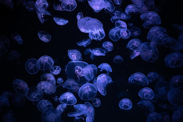 Foto gratuita hermoso reflejo de luz sobre las medusas en el acuario