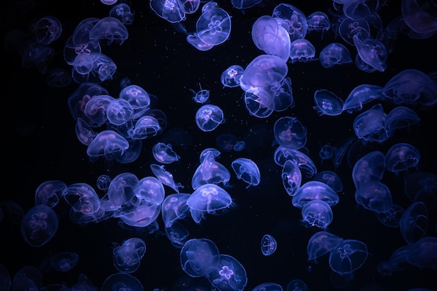 Foto gratuita hermoso reflejo de luz sobre las medusas en el acuario
