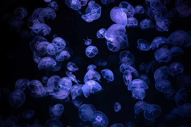 Hermoso reflejo de luz sobre las medusas en el acuario