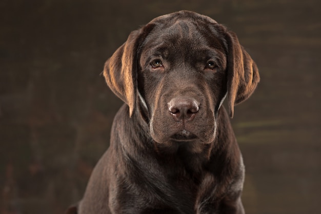 Hermoso retrato de un cachorro labrador retriever de chocolate