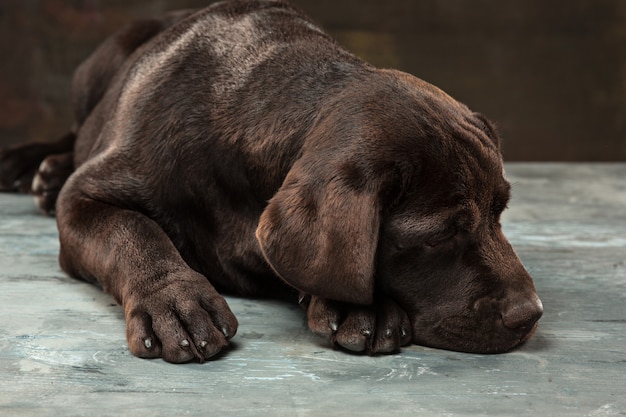 Hermoso retrato de un cachorro labrador retriever de chocolate