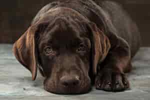 Foto gratuita hermoso retrato de un cachorro labrador retriever de chocolate