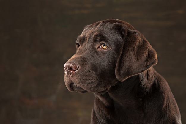 Hermoso retrato de un cachorro labrador retriever de chocolate