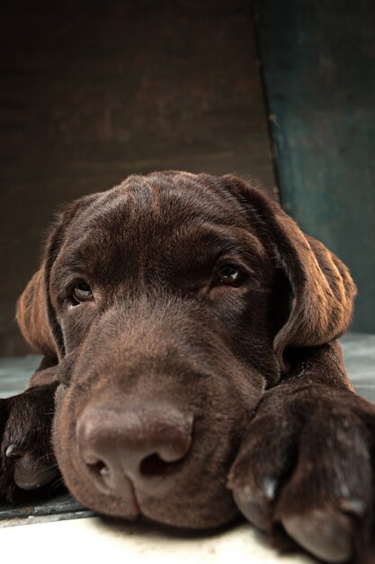 Hermoso retrato de un cachorro labrador retriever de chocolate