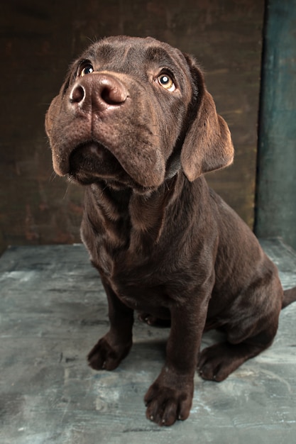 Foto gratuita hermoso retrato de un cachorro labrador retriever de chocolate