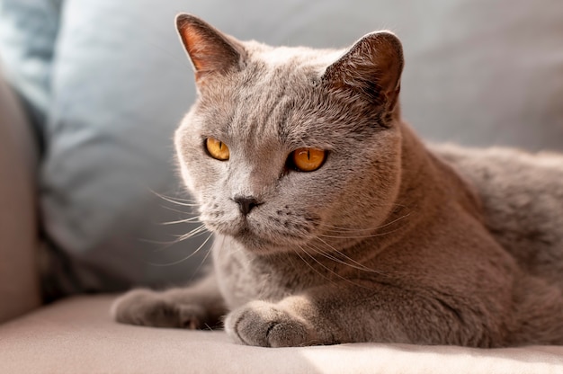 Hermoso retrato de gato de cerca