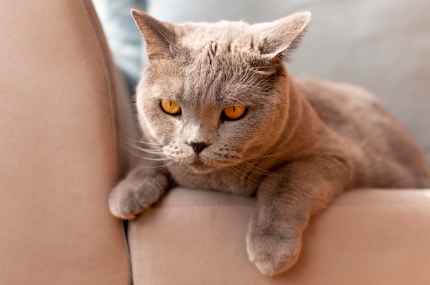 Foto gratuita hermoso retrato de gato de cerca