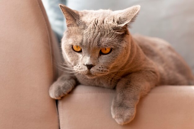 Hermoso retrato de gato de cerca