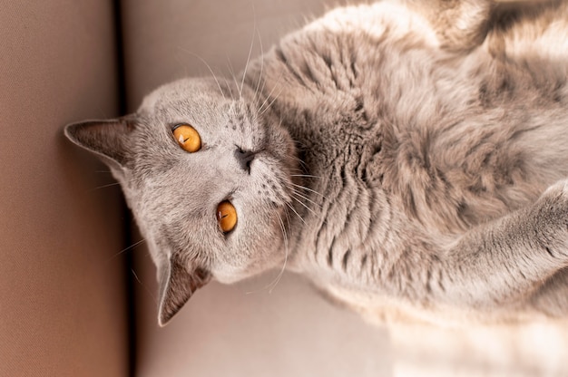 Hermoso retrato de gato de cerca