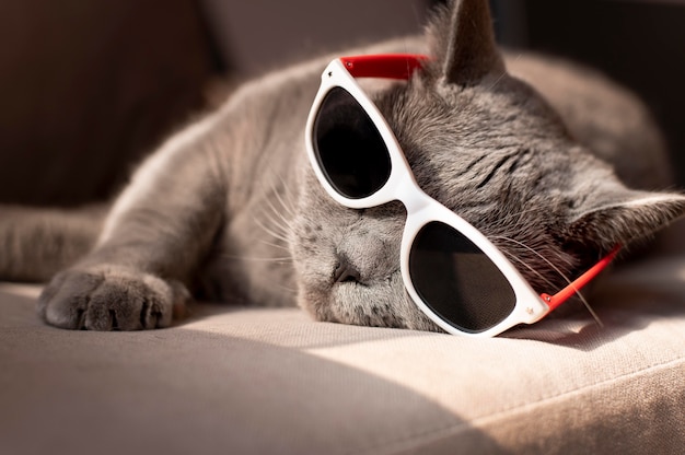 Fotos de Gato Gafas, +68.000 Fotos de stock gratuitas de gran calidad