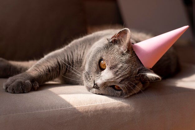 Hermoso retrato de gato de cerca