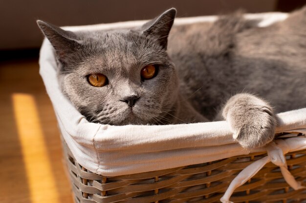 Hermoso retrato de gato de cerca