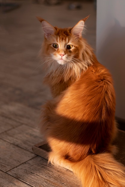 Foto gratuita hermoso retrato de gato de cerca