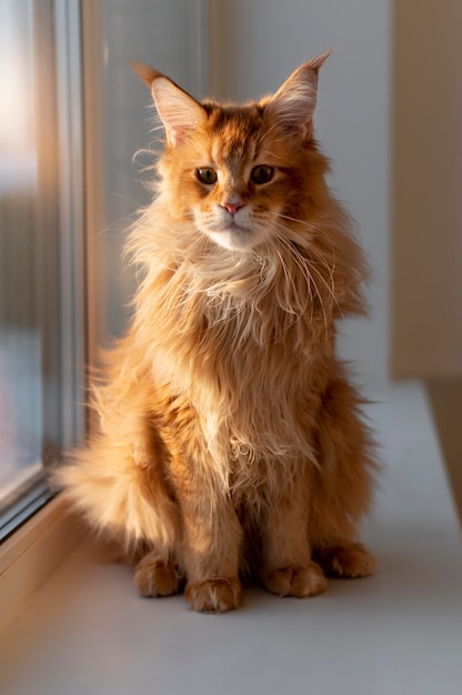 Hermoso retrato de gato de cerca
