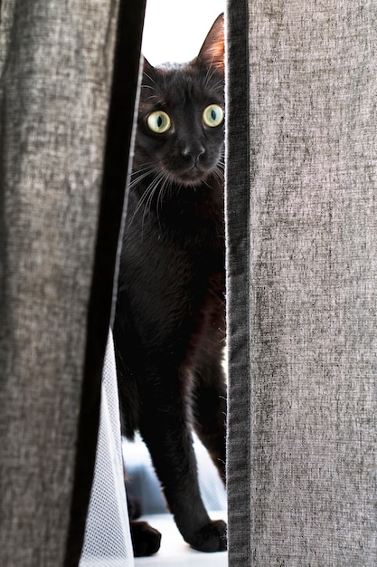 Hermoso retrato de gato de cerca