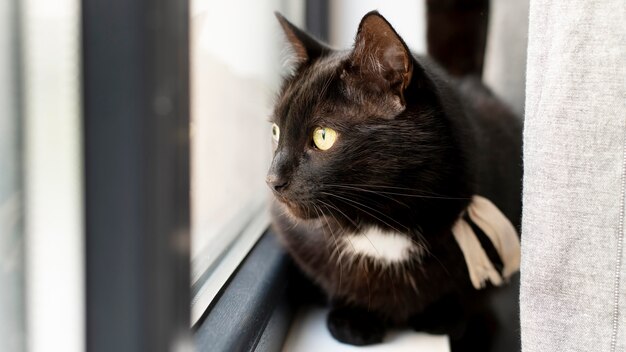 Hermoso retrato de gato de cerca