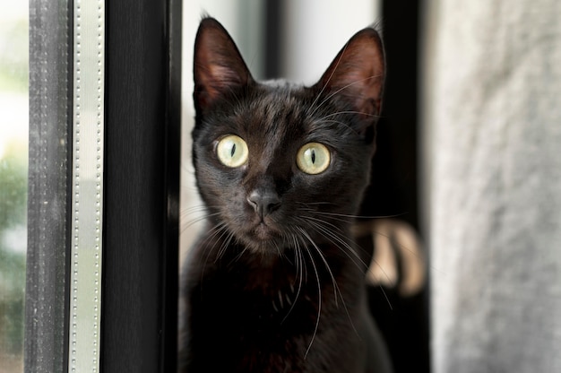 Hermoso retrato de gato de cerca