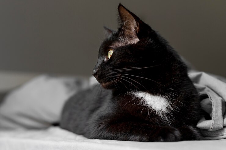 Foto gratuito hermoso retrato de gato de cerca