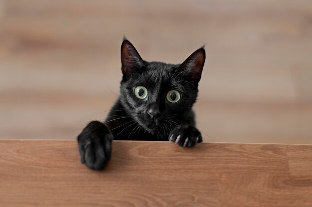 Hermoso retrato de gato de cerca