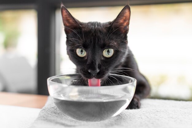 Hermoso retrato de gato de cerca