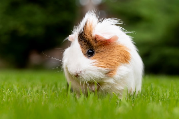 Hermoso retrato de mascota de conejillo de indias