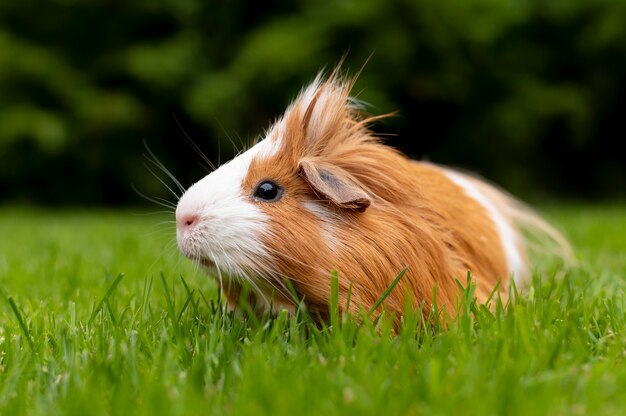 Hermoso retrato de mascota de conejillo de indias