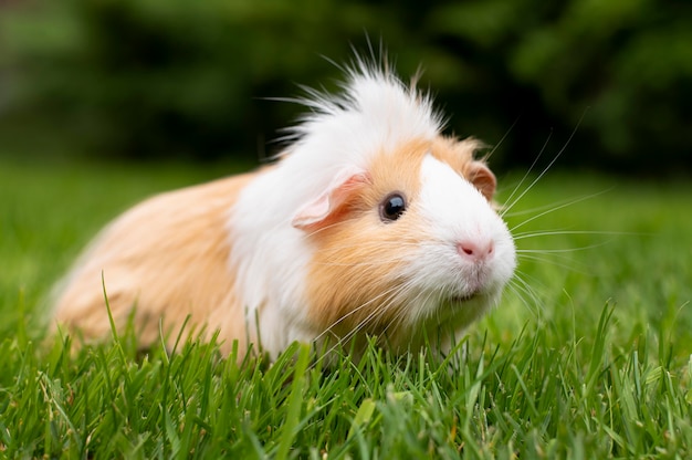 Hermoso retrato de mascota de conejillo de indias