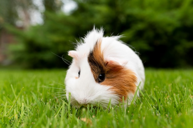 Hermoso retrato de mascota de conejillo de indias