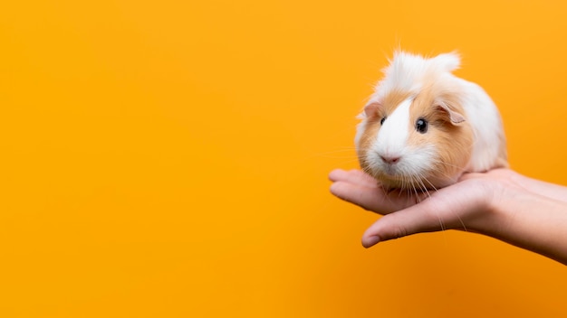 Foto gratuita hermoso retrato de mascota de conejillo de indias