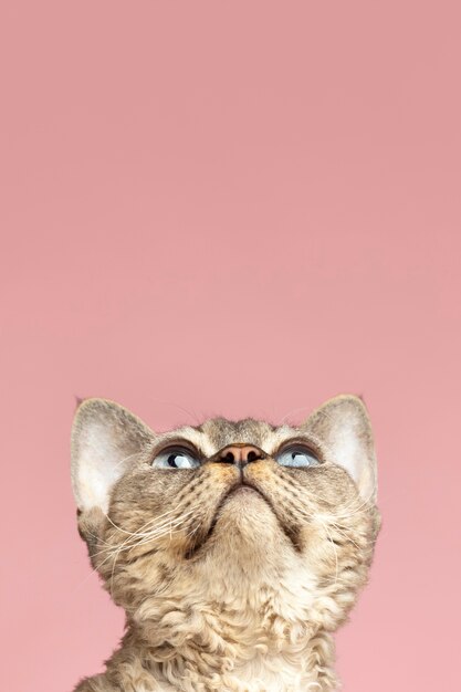 Hermoso retrato de mascota de gato mirando hacia arriba