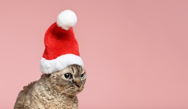 Hermoso retrato de mascota de gato con sombrero de santa