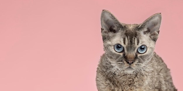 Foto gratuita hermoso retrato de mascota de gato