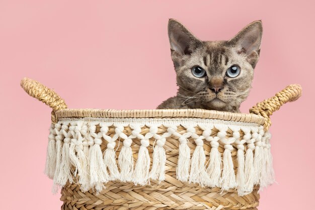 Hermoso retrato de mascota de gato