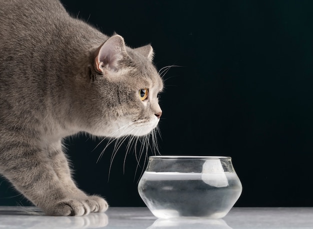 Hermoso retrato de mascota de gato