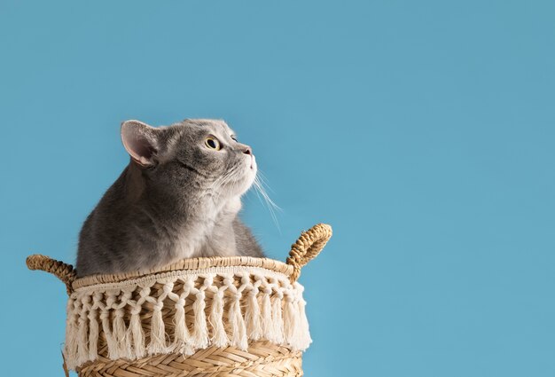 Hermoso retrato de mascota de gato