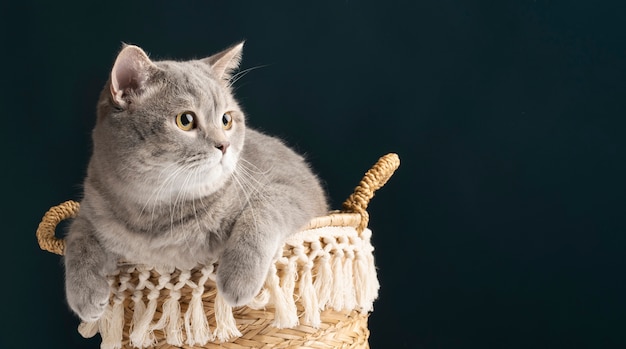 Hermoso retrato de mascota de gato