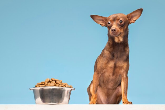 Hermoso retrato de mascota de perro con comida