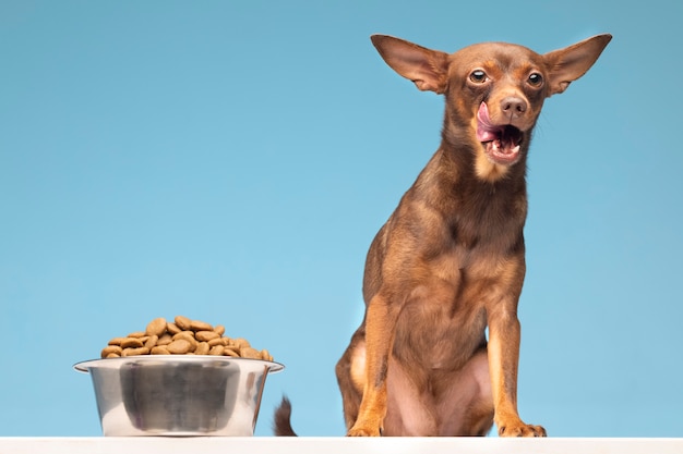 Hermoso retrato de mascota de perro con comida