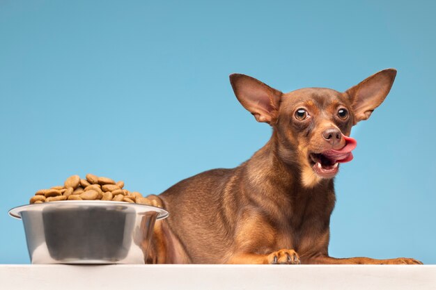 Hermoso retrato de mascota de perro con comida