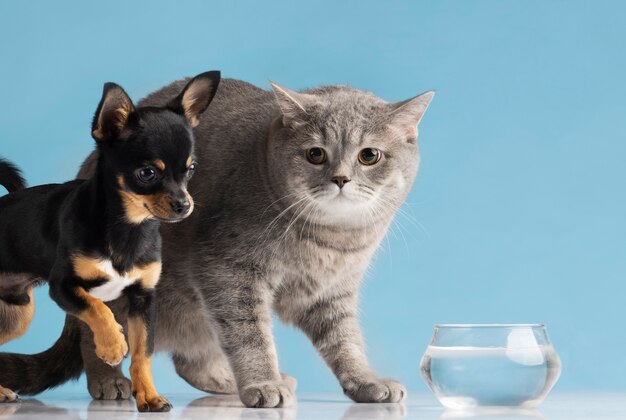 Hermoso retrato de mascota de perro y gato pequeños