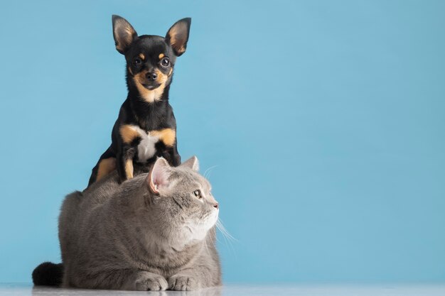 Hermoso retrato de mascota de perro y gato pequeños