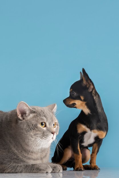 Hermoso retrato de mascota de perro y gato pequeños