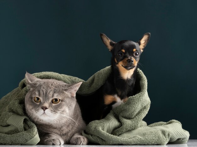 Hermoso retrato de mascota de perro y gato pequeños